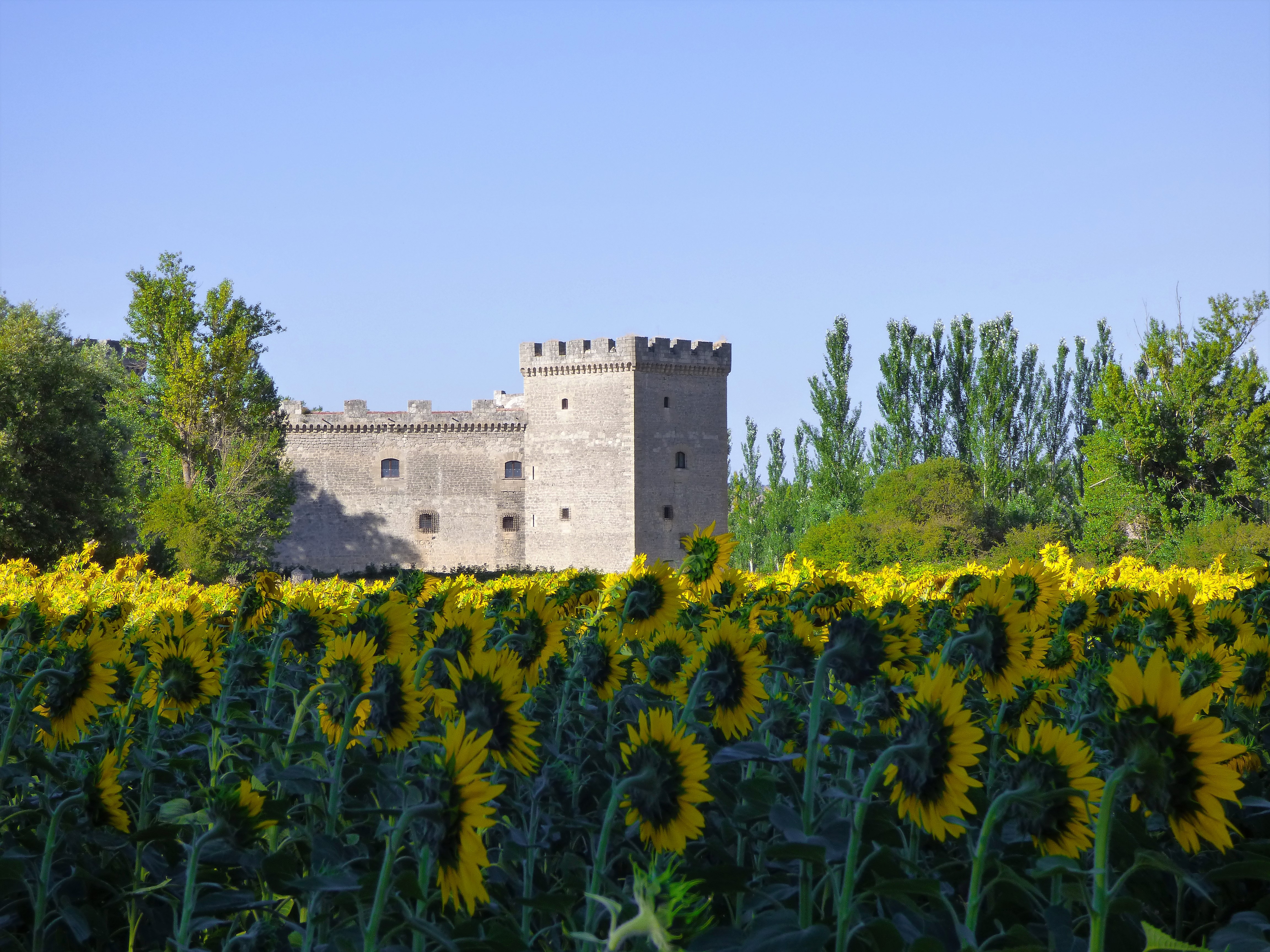 Girasoles cidianos Castillo de Sotopalacios